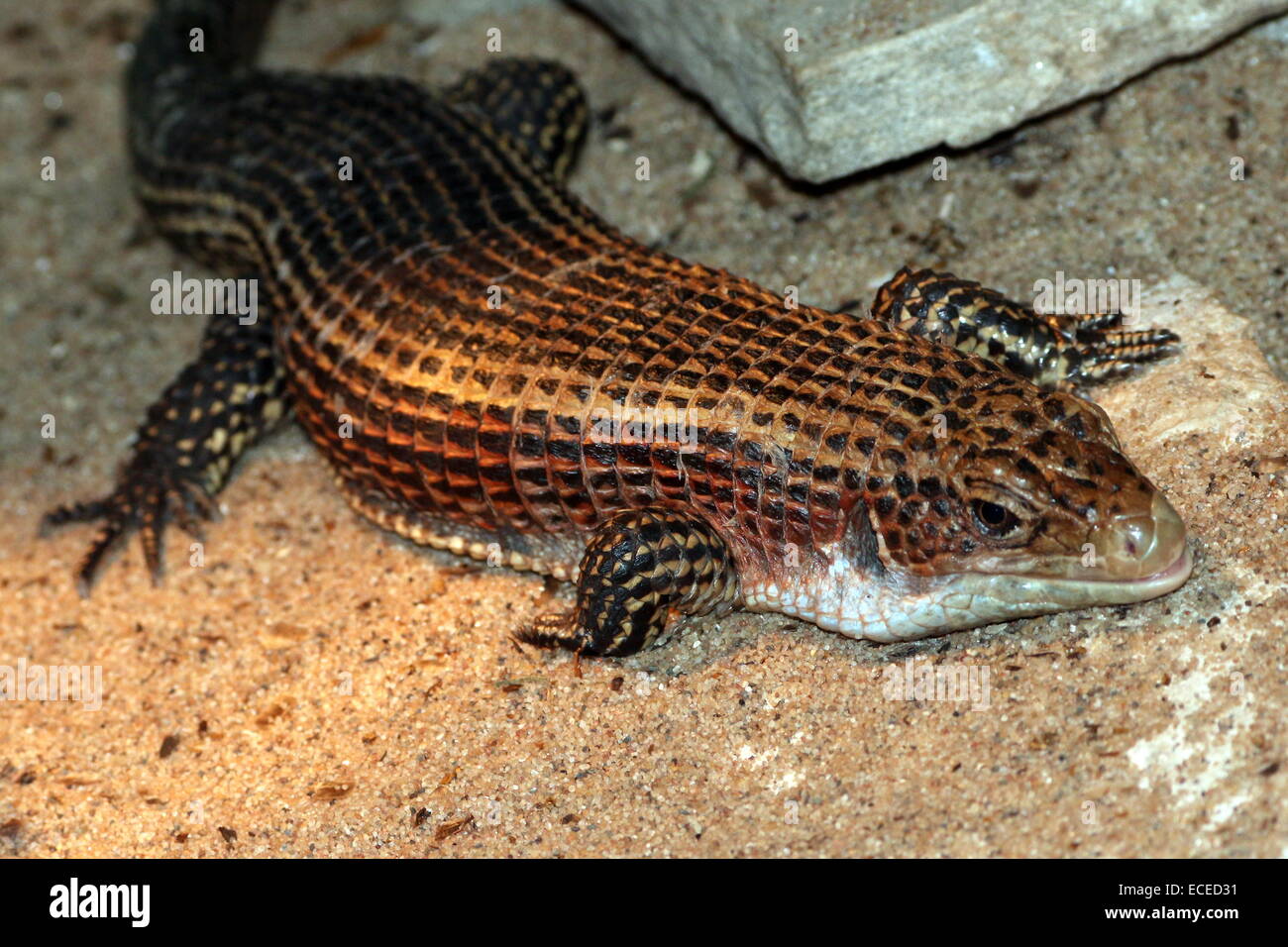 Sudan oder Western versilbert Eidechse (Gerrhosaurus großen, großen Broadleysaurus) Stockfoto