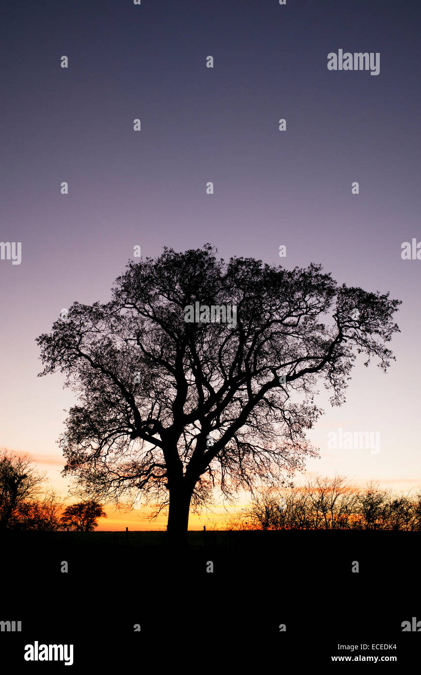 Quercus. Eiche Baum Silhouette bei Sonnenuntergang in der englischen Landschaft Stockfoto