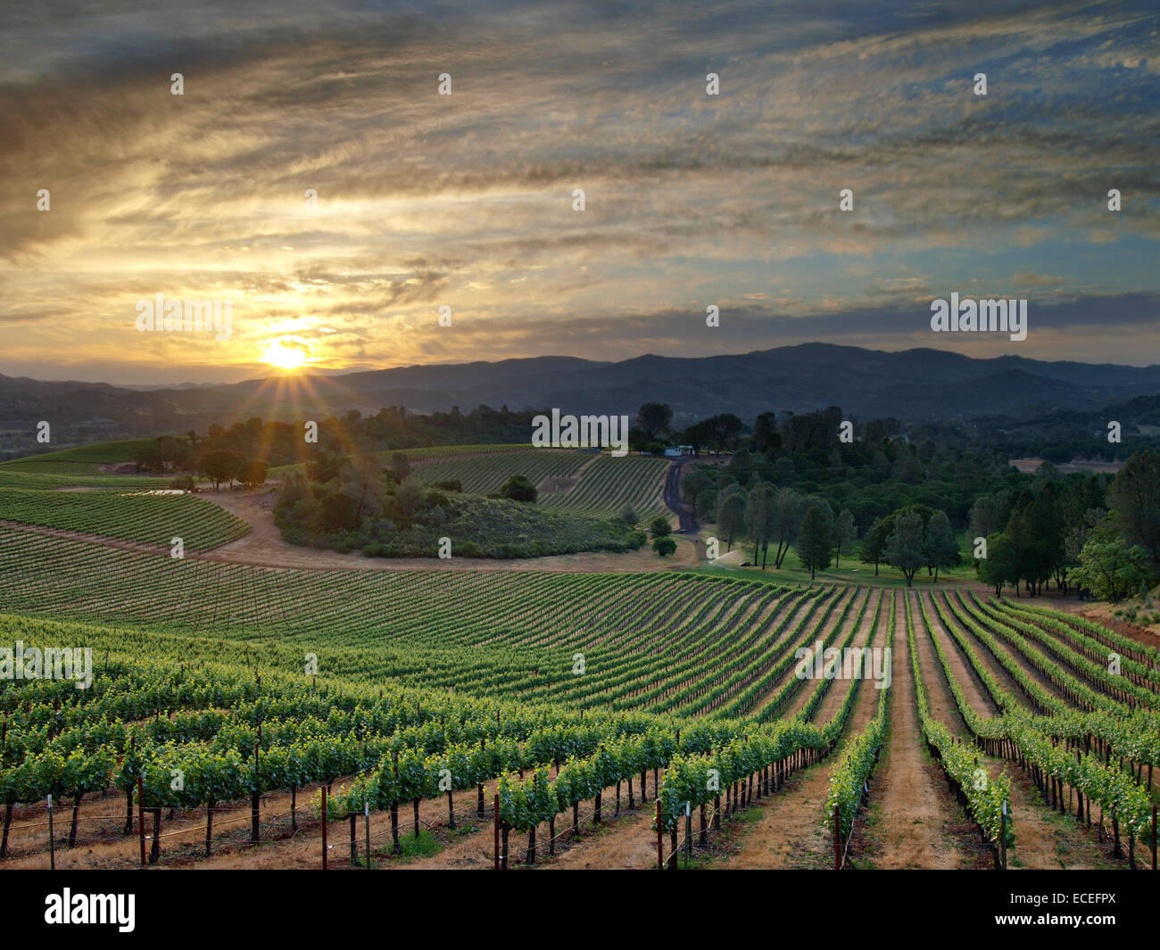 Vormittag über Vigilance Vineyards - Lake County California Stockfoto