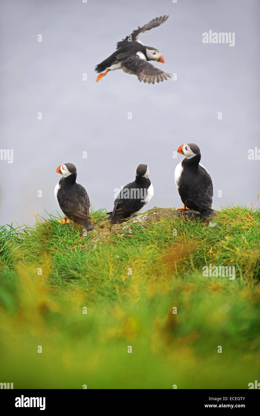 Atlantic Papageientaucher auf Mykines Island, Färöer Inseln ...