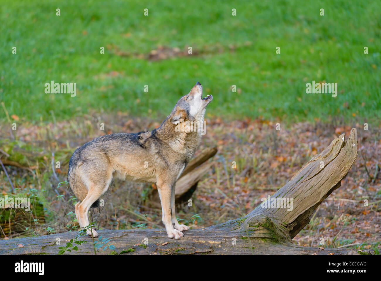 Europäischer Wolf, Canis Lupus, europäischer Grauwolf Stockfoto