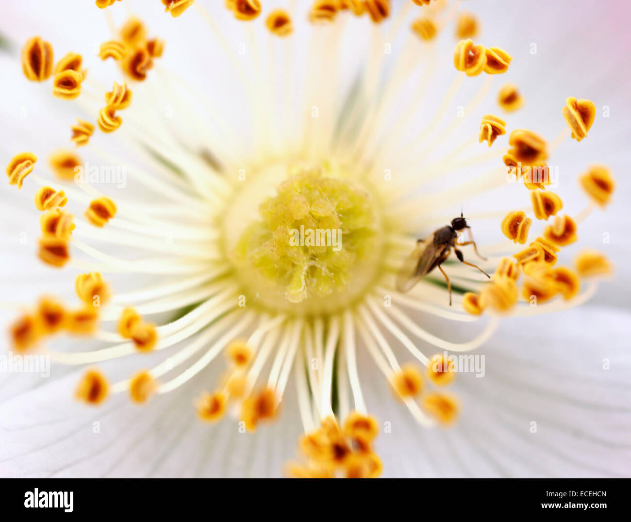Fliegen Sie in den Kelch Stockfoto