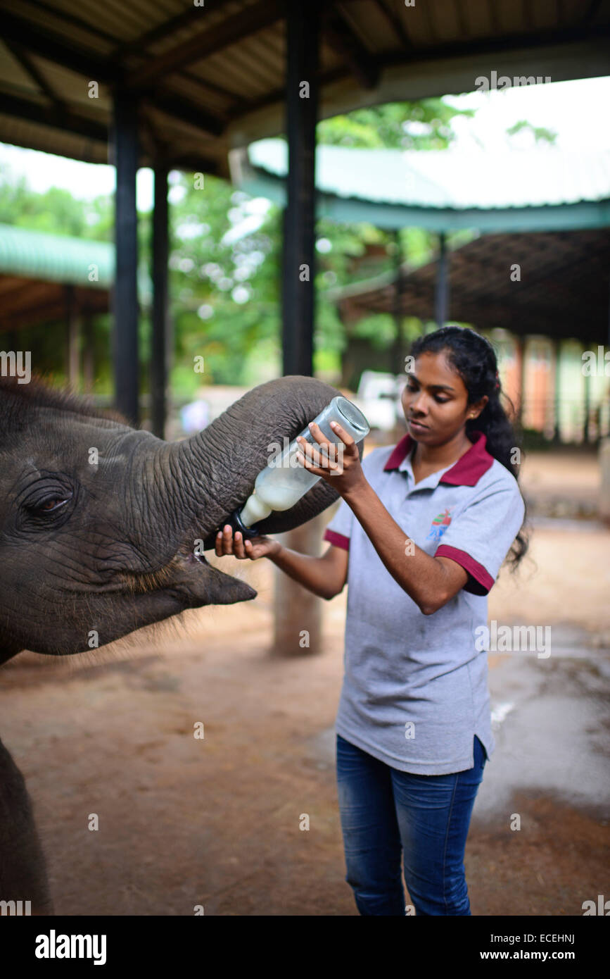 Fütterung bei Pinnawala Elephant Orphanage in Sabaragamuwa Provinz von Sri Lanka.     Für den bewussten Besucher, eine seltsame und Stockfoto