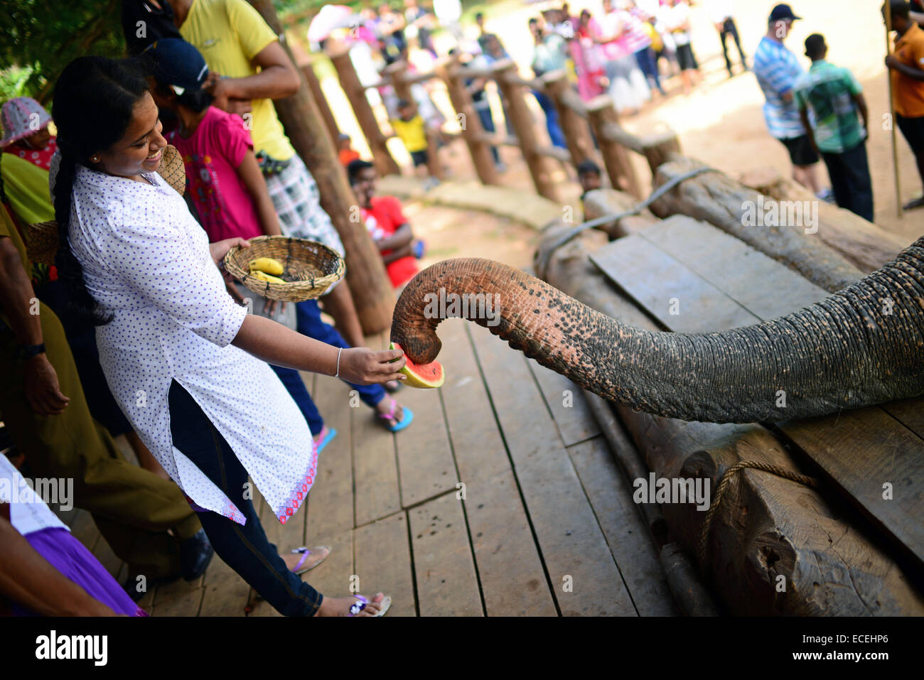 Obst füttern Plattform in Pinnawala Elephant Orphanage, Sabaragamuwa Provinz von Sri Lanka.     Für den bewussten Besucher, eine str Stockfoto