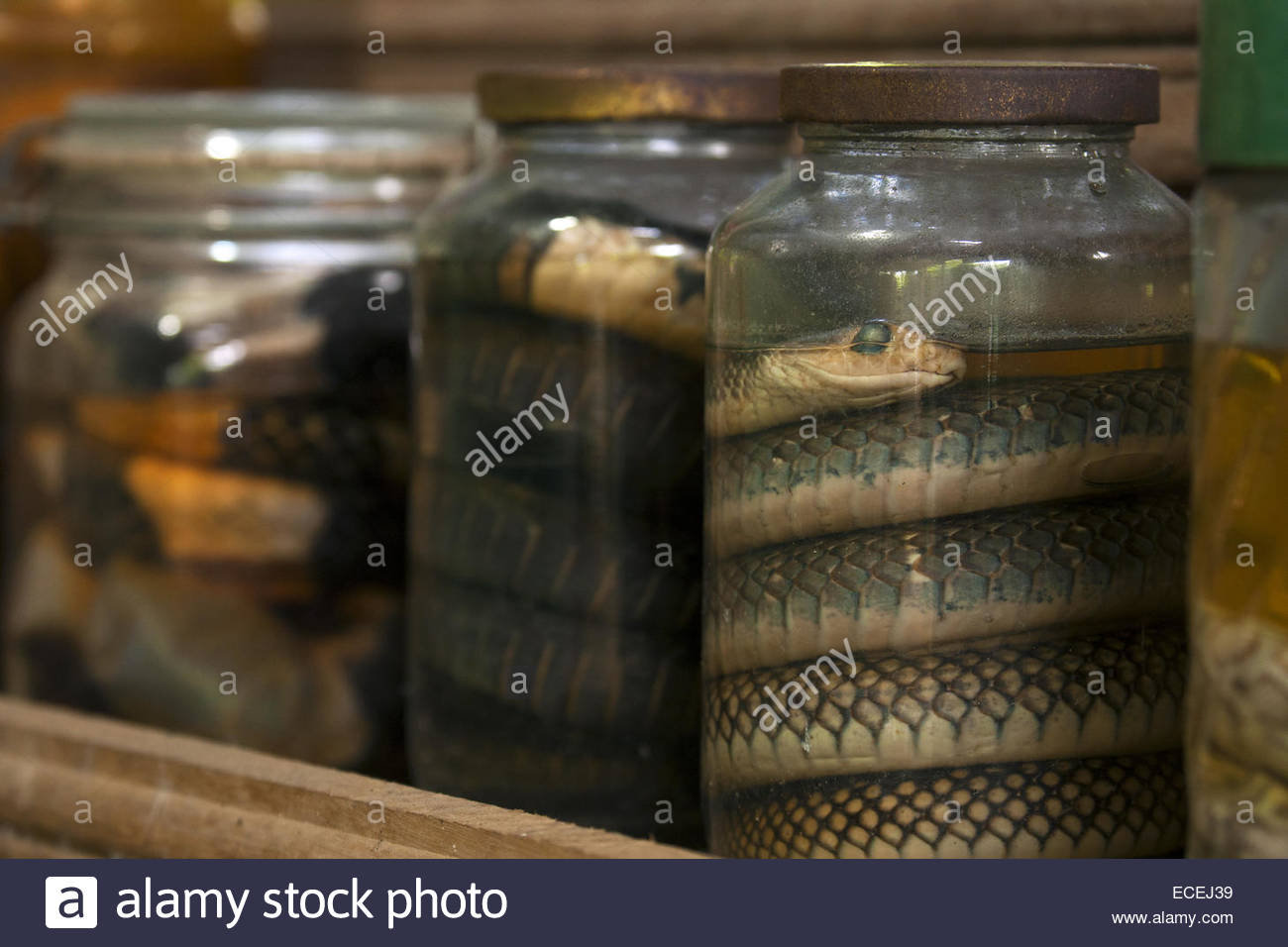 Formaldehyde Stockfotos & Formaldehyde Bilder - Alamy