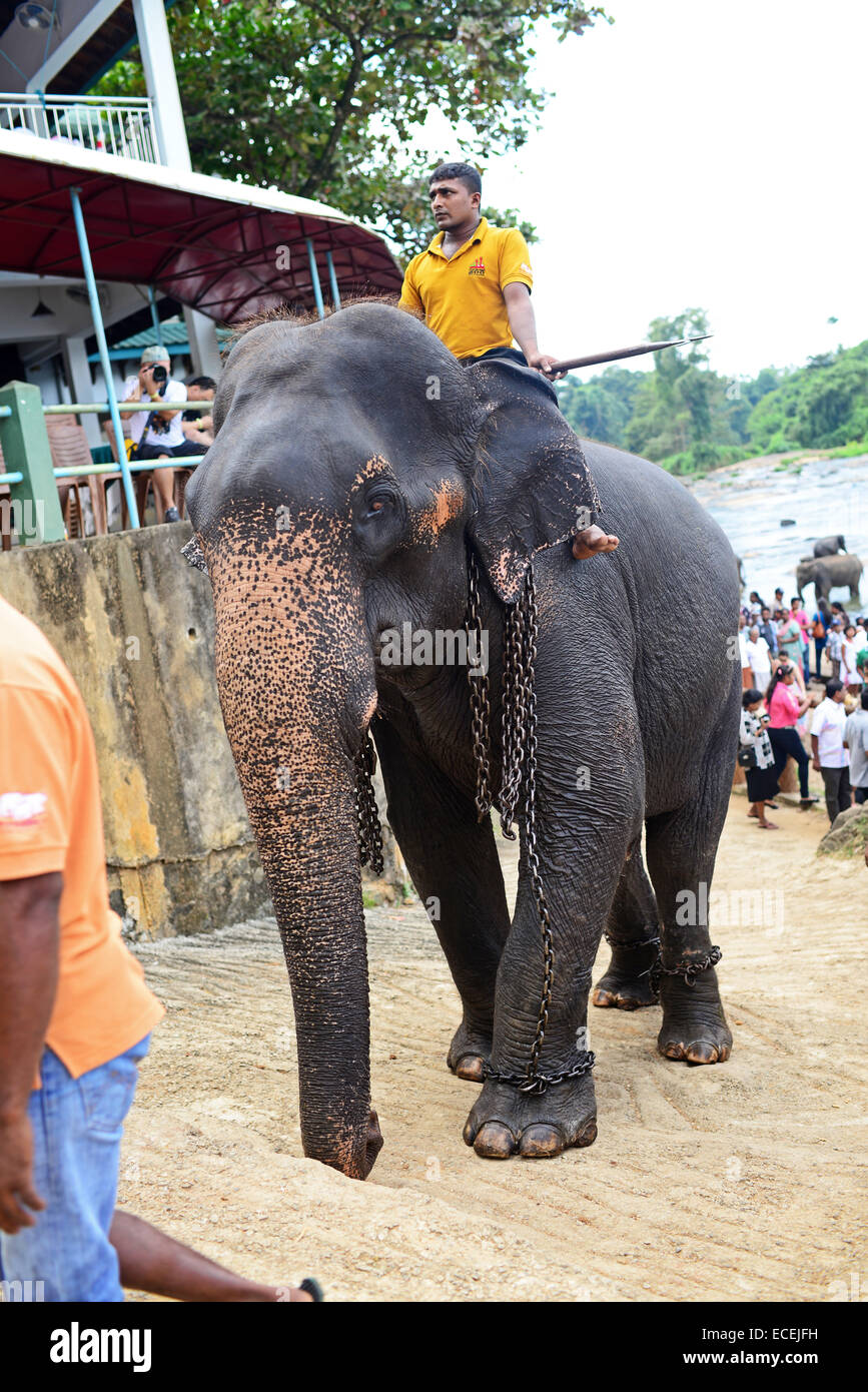 Elefanten zurück aus Bad im Fluss. Pinnawala Elefanten-Waisenhaus in der Provinz Sabaragamuwa von Sri Lanka.     Für die conscio Stockfoto