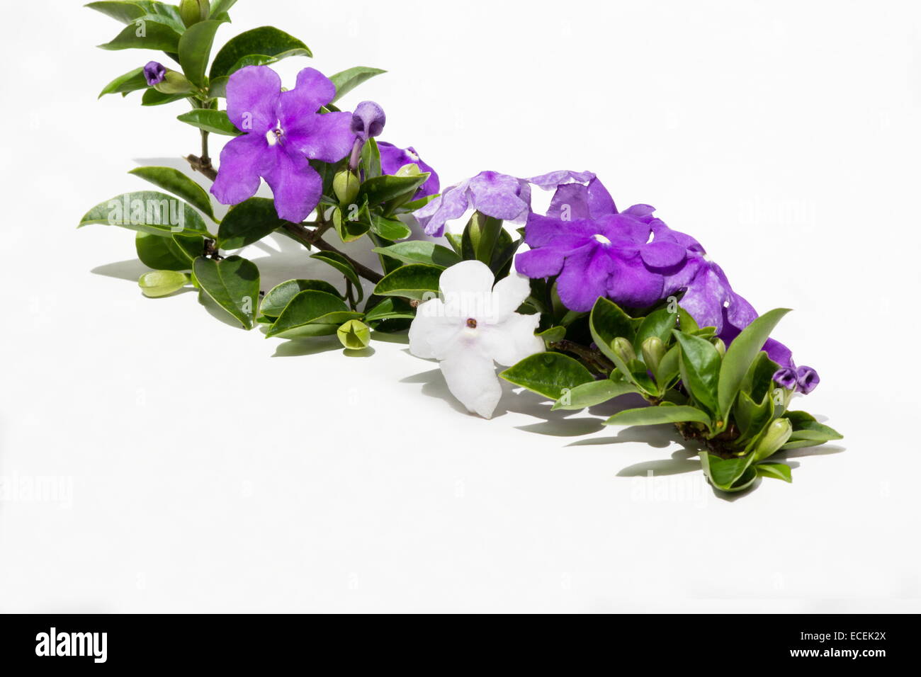 Brunfelsia Uniflora Jasmin Blume Blumen auf weißem Hintergrund Stockfoto