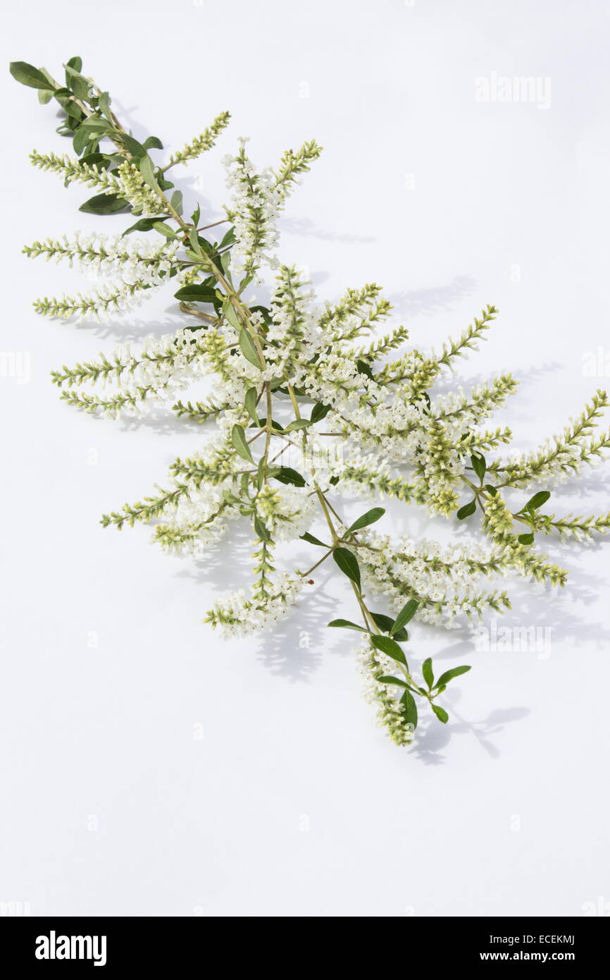 Duftende Bee-Bürste (Aloysia Gratissima) Pflanzenblüten auf weißem Hintergrund Stockfoto