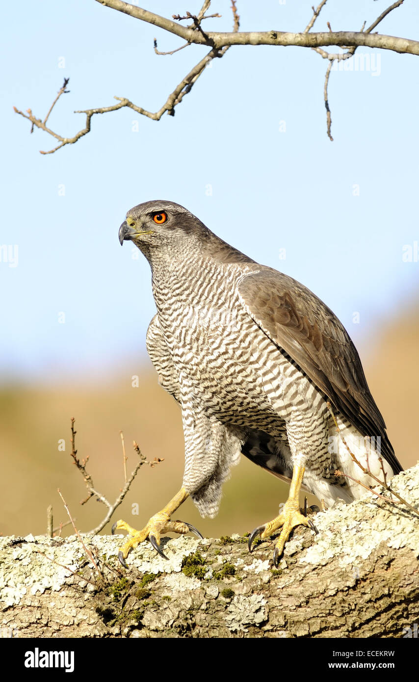 Vertikale Porträt des nördlichen Habicht Accipiter Gentilis auf einen Baum thront. Stockfoto