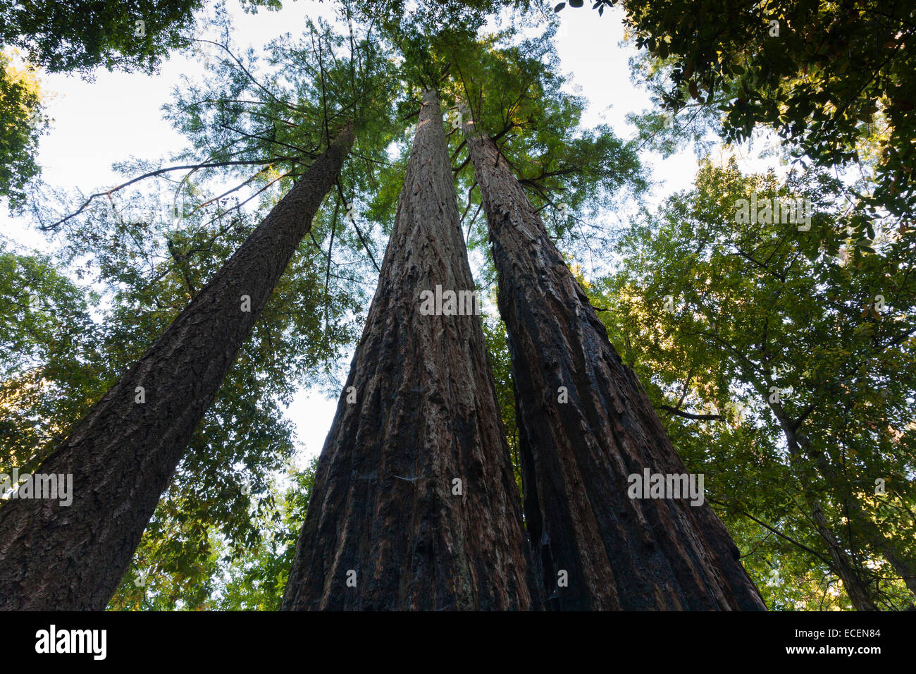Mammutbäume in Big Basin State Park, CA Stockfoto