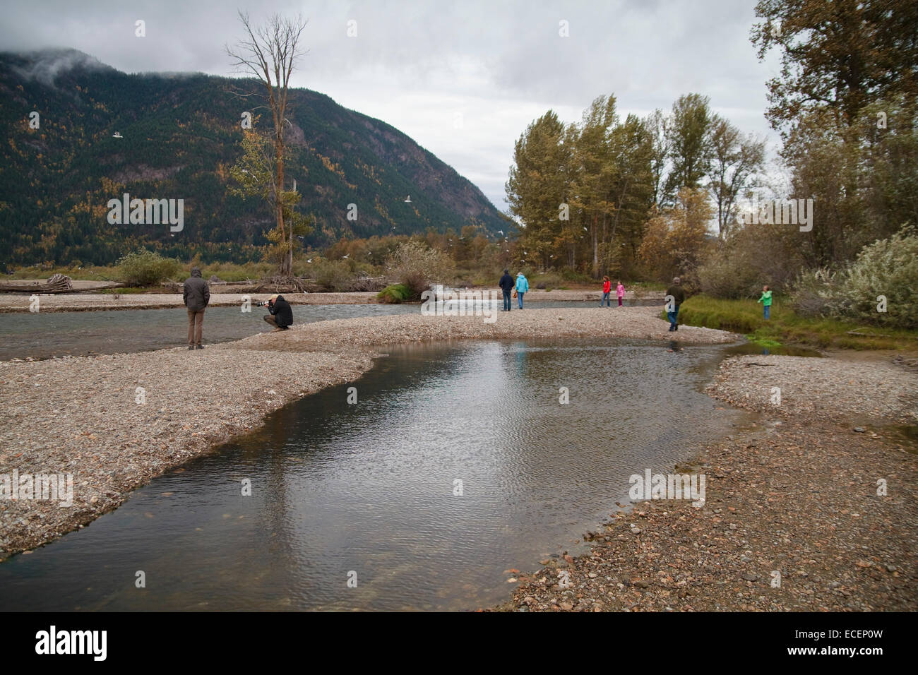 Adams River Salmon Run 2014 Stockfoto