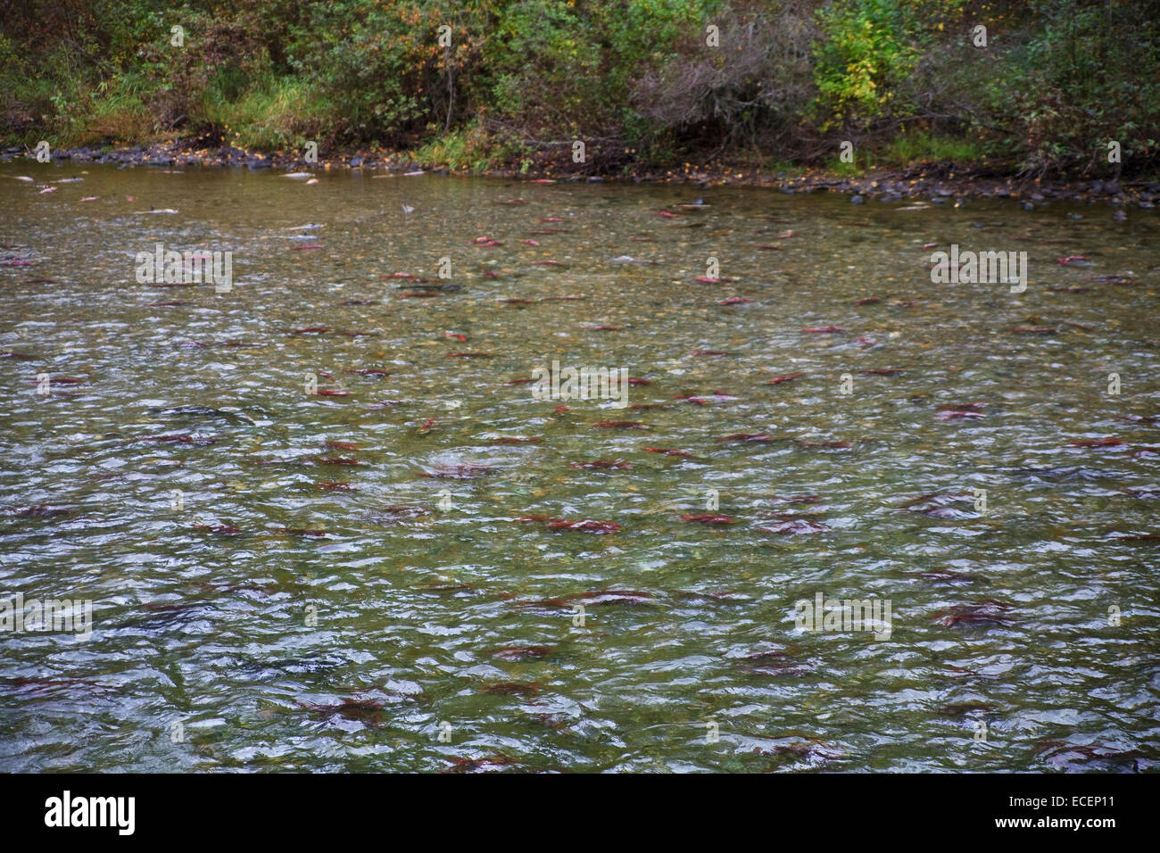 Adams River Salmon Run 2014 Stockfoto