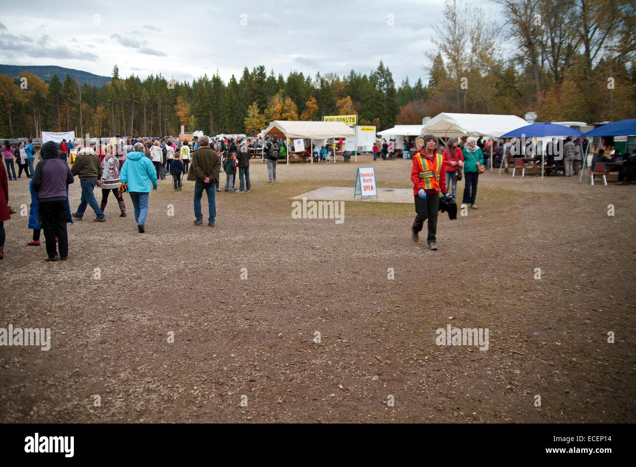 Adams River Salmon Run 2014 Stockfoto