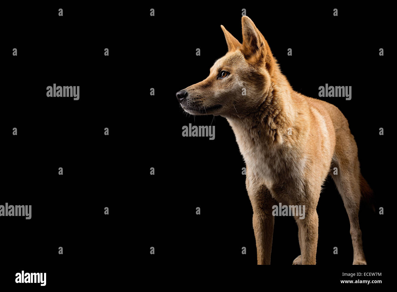 Australische Dingo Stockfoto