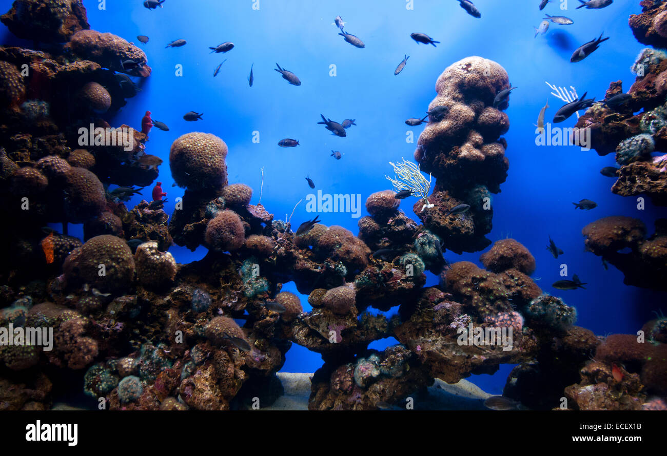 Foto von einem tropischen Fischen an einem Korallenriff im aquarium Stockfoto