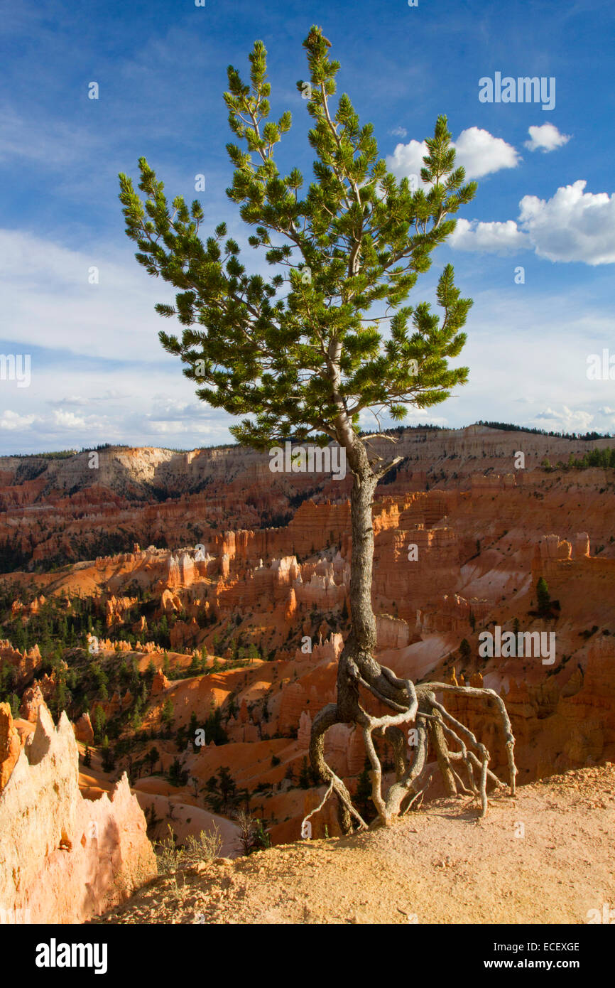 Colorado Pinyon Kiefer (Pinus Edulis) die zu Fuß Baum mit Wurzeln im Bryce Canyon, Utah, USA im Juli ausgesetzt Stockfoto