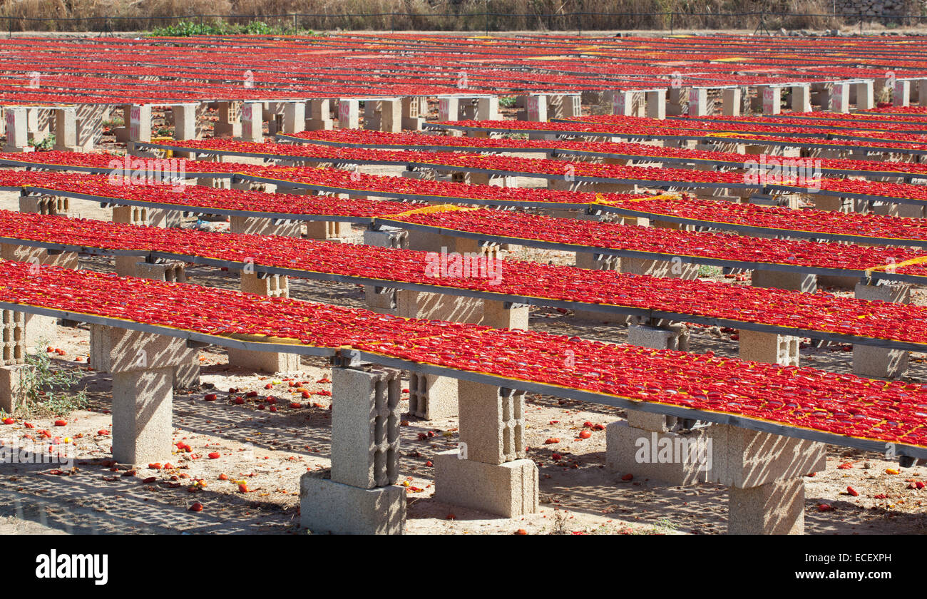 Produktion von San Marzano Tomaten in eine natürliche Art und Weise unter der Sonne getrocknet. Stockfoto