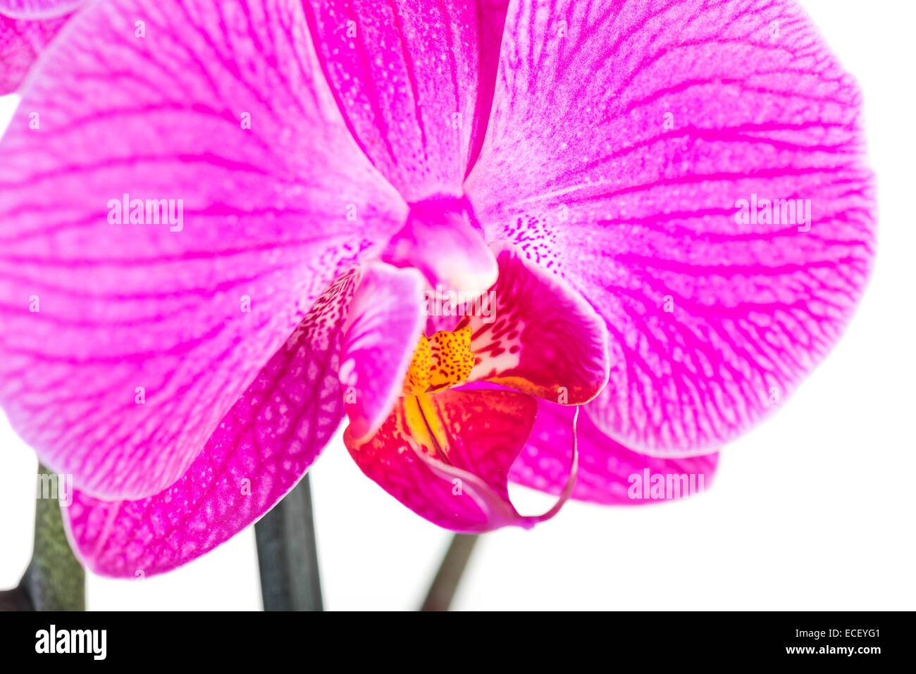 Rosa Orchidee, isoliert auf weiss Stockfoto