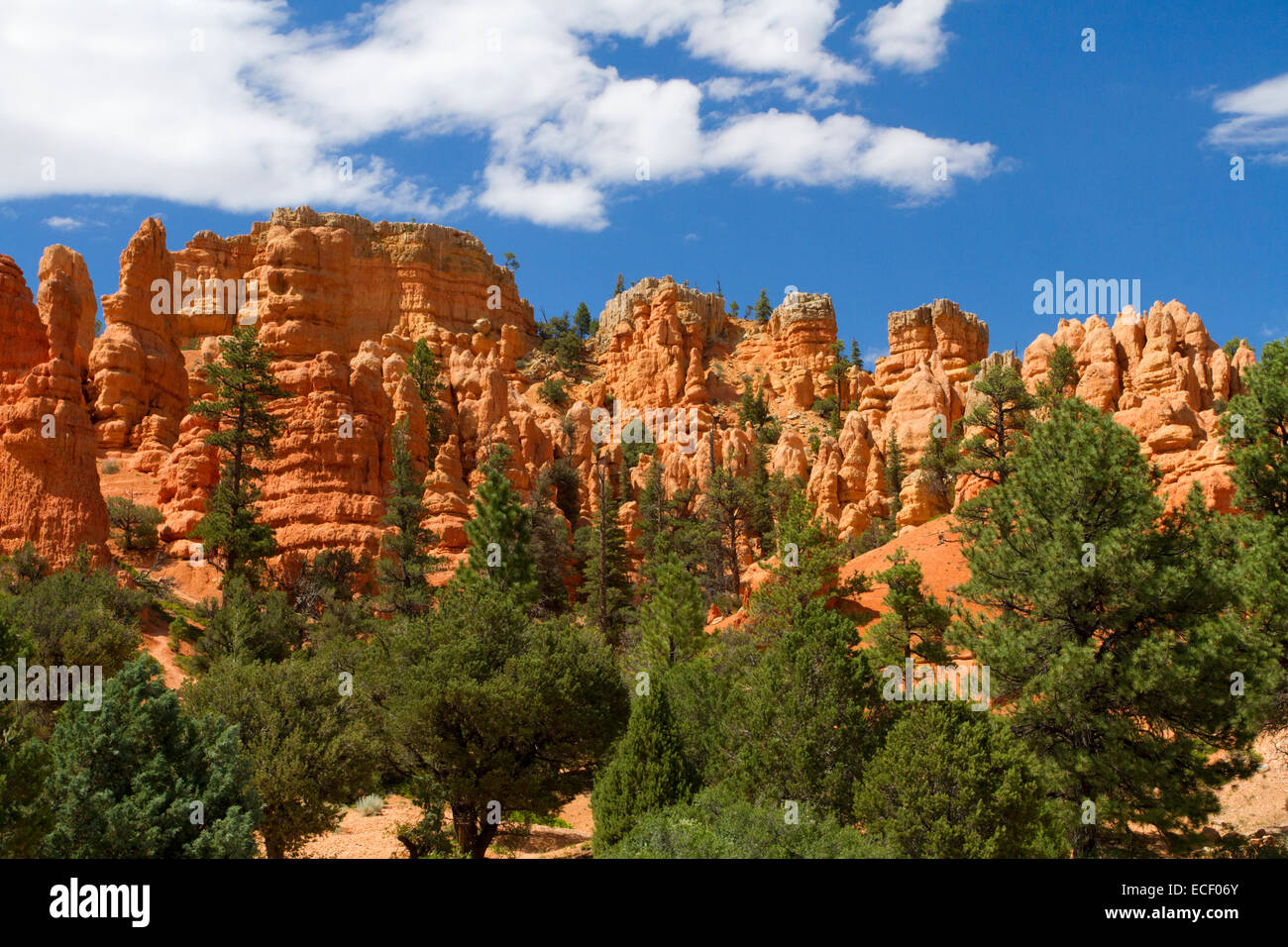 Rosa Claron Kalkstein Felsformationen am Red Canyon in den Dixie National Forest, Utah, USA im Juli Stockfoto