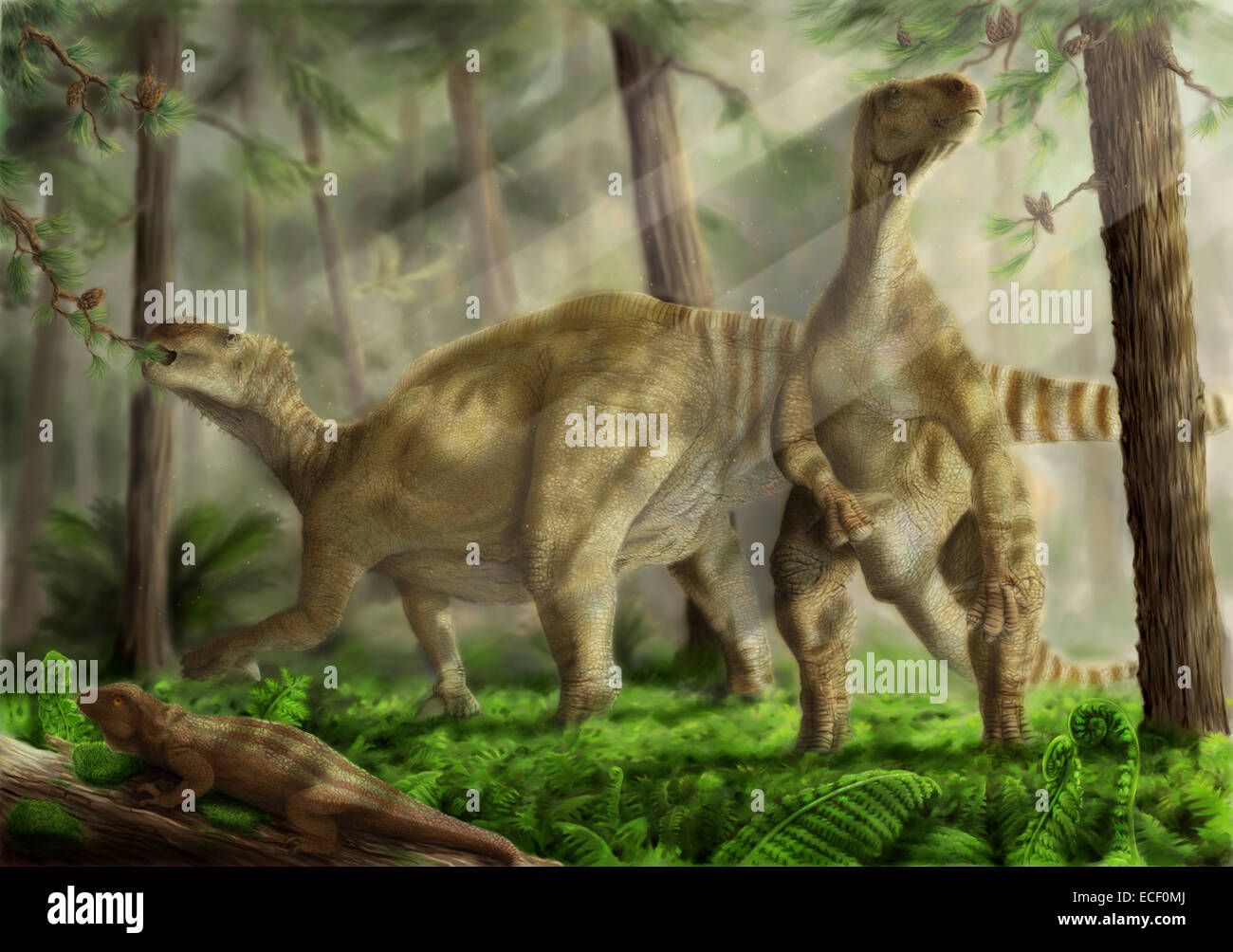 Ein paar von Iguanodon Bernissartensis Weiden, Belgien, Unterkreide (125.000.000 bp) Zeitraum. Ardeosaurus im Vordergrund, Archa Stockfoto