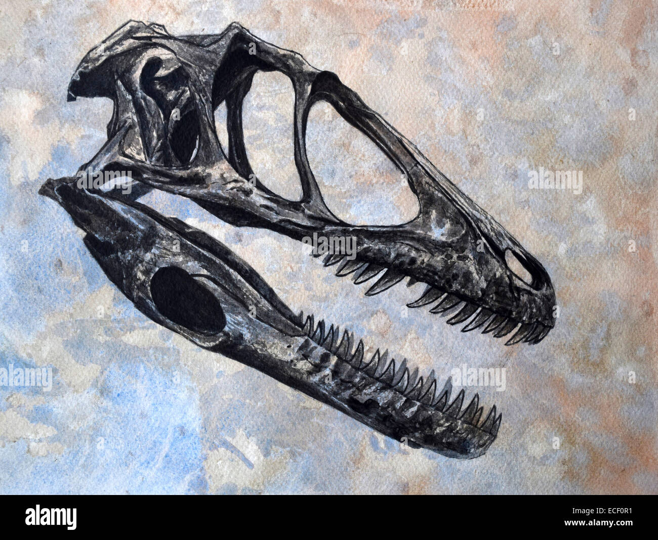 Deinonychus Dinosaurier Schädel auf strukturierten Hintergrund. Stockfoto