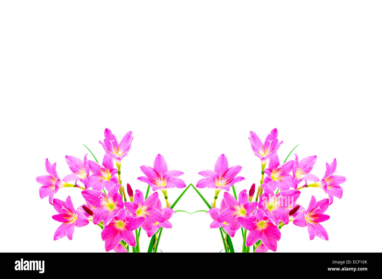 Blüte rosa Zephyranthes Lily, Regen-Lilie, Fairy Lily, kleine Hexen, isoliert auf weißem Hintergrund Stockfoto
