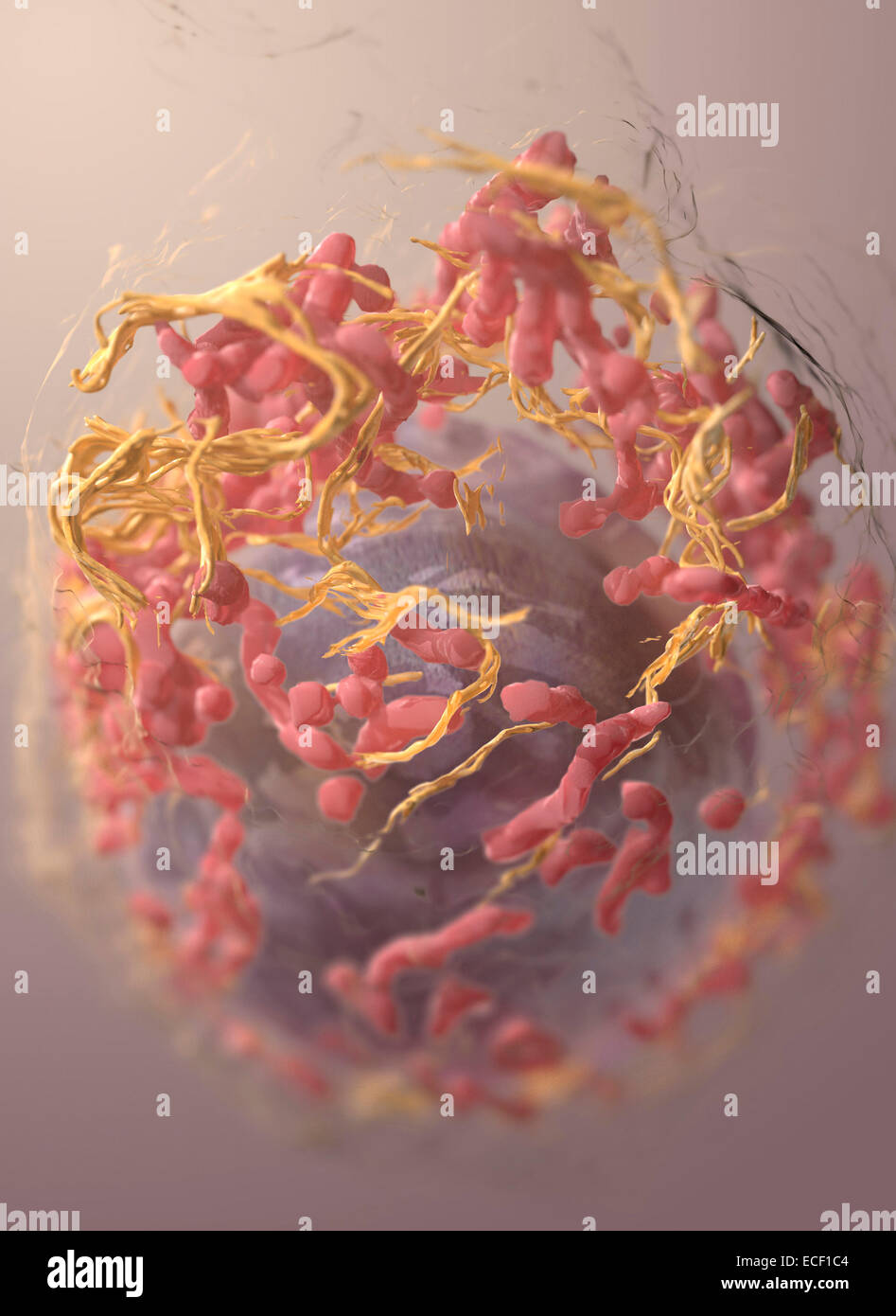 3D Struktur einer Melanom-Zelle durch Ionen-Abrieb Rasterelektronenmikroskopie abgeleitet. Stockfoto