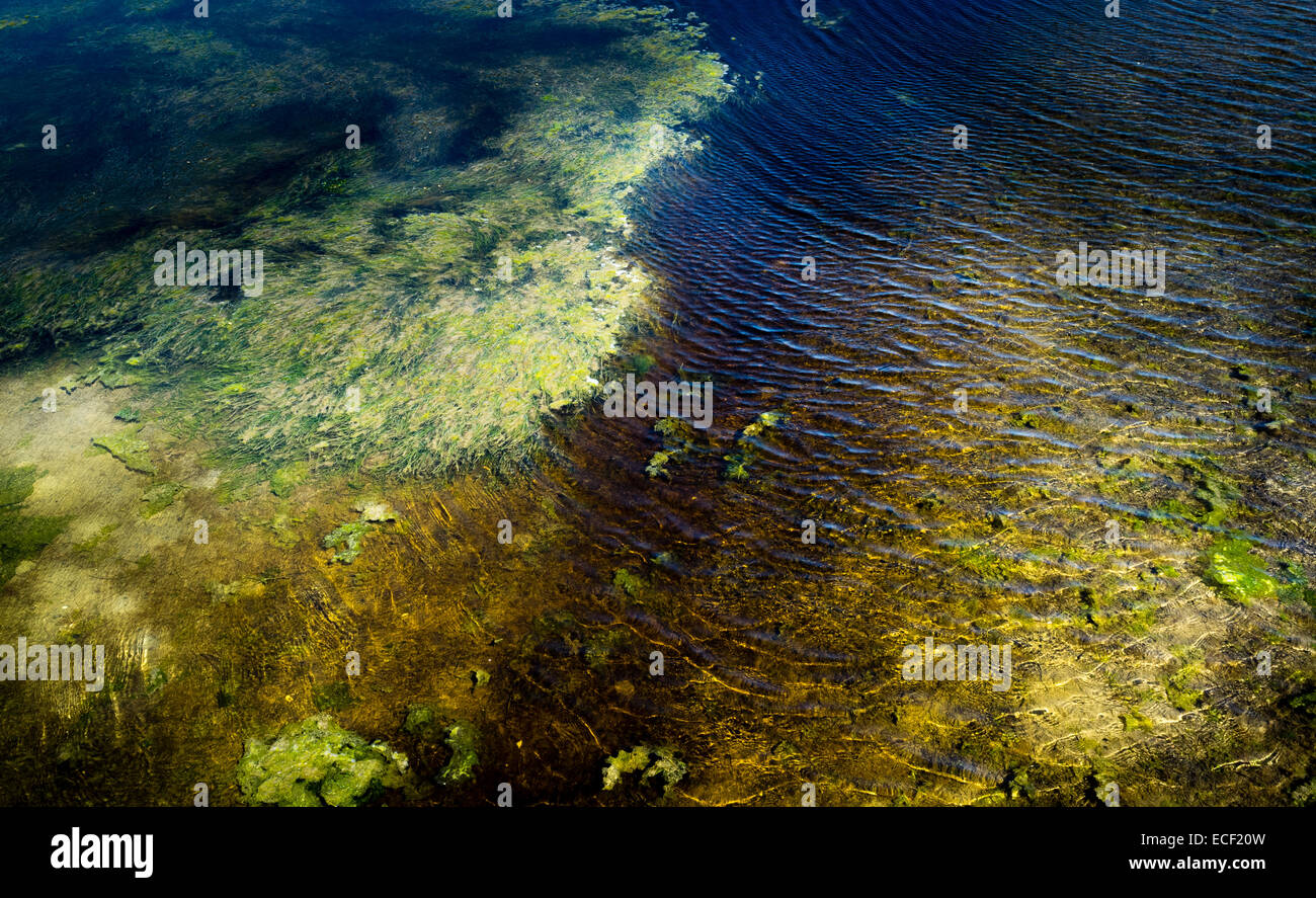 Abstrakt - Algen in Salzwasser mit braunen Verschmutzung. Hintergrund. Exemplar. Stockfoto