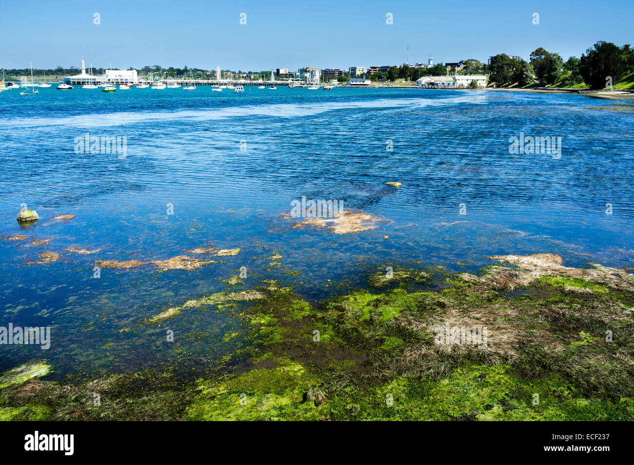 Aussicht auf Bucht von Geelong mit Algen im Vordergrund. Lebendiges Wasser. Entfernte Boote. Stockfoto