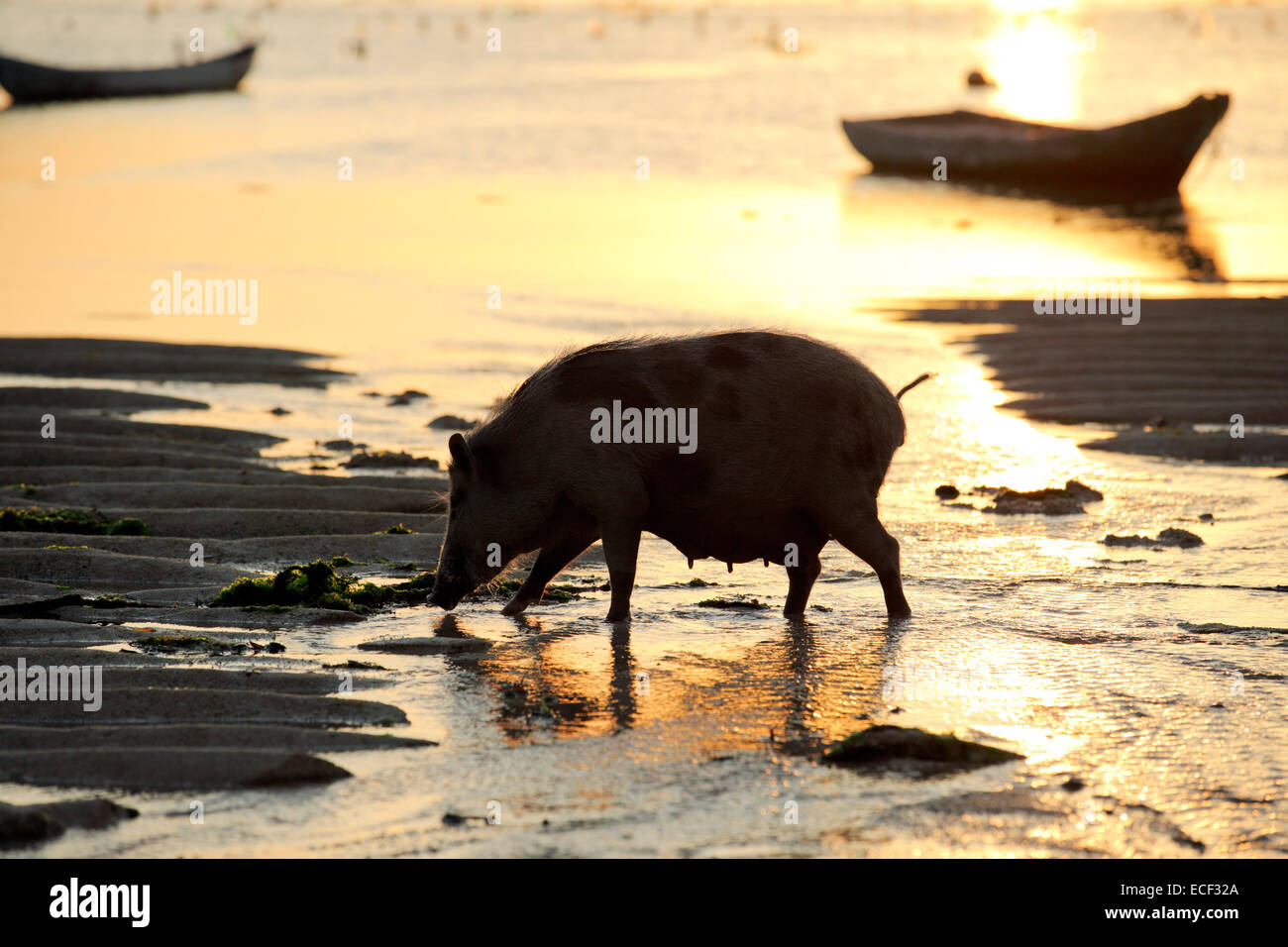 Schwein auf Futtersuche auf sandigen Strand bei Sonnenuntergang Stockfoto