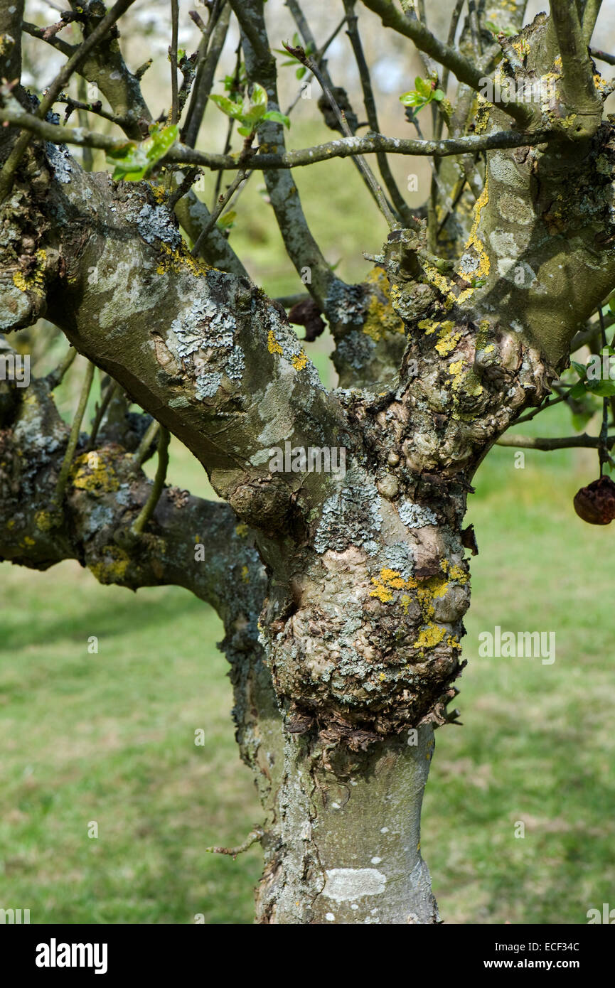 Gratknoten an einem alten, aber fruchtbaren Apfelbaum, Flechten und andere Zeichen seines langen Lebens Stockfoto