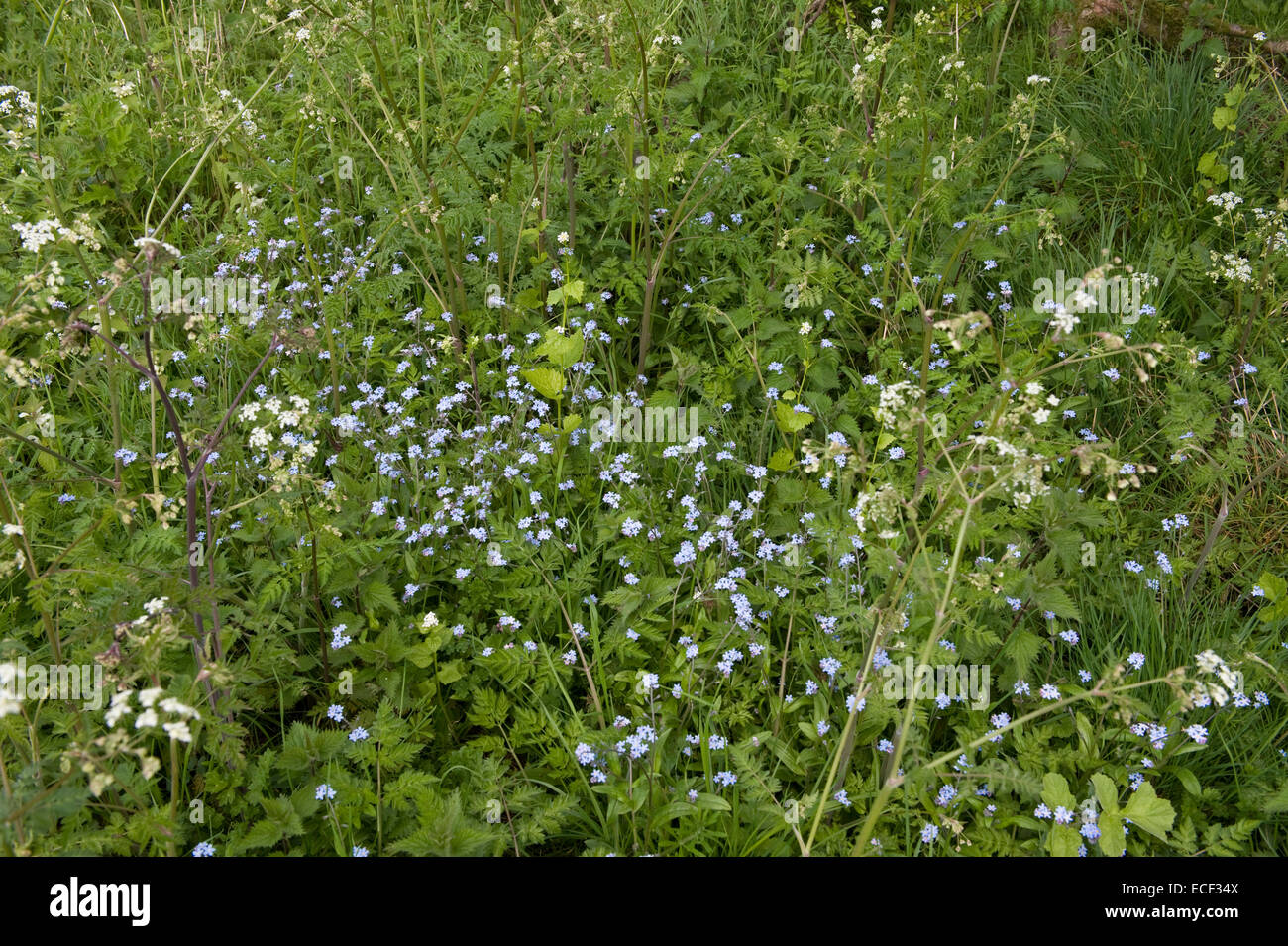Feld-Vergissmeinnicht, Myosotis Arvensis Blüte mit Doldenblütler und andere Pflanzen am Straßenrand Rand, Bershire, Mai Stockfoto