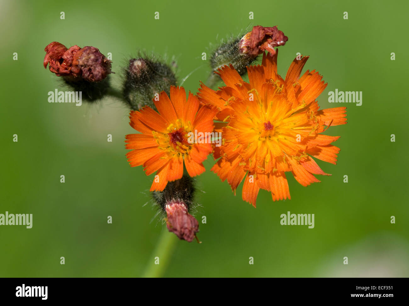 Fox und Jungtiere oder Orange Habichtskraut, Gruppe Aurantiaca, Blumen auf der Wiese Stockfoto