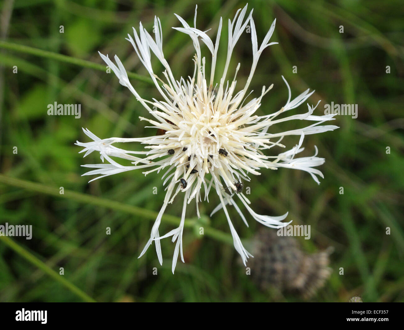 Blüte der weißen Form der Großknospe, Centaurea scabiosa, mit Pollenkäfer, Brassicogethes aeneus, Befall Stockfoto