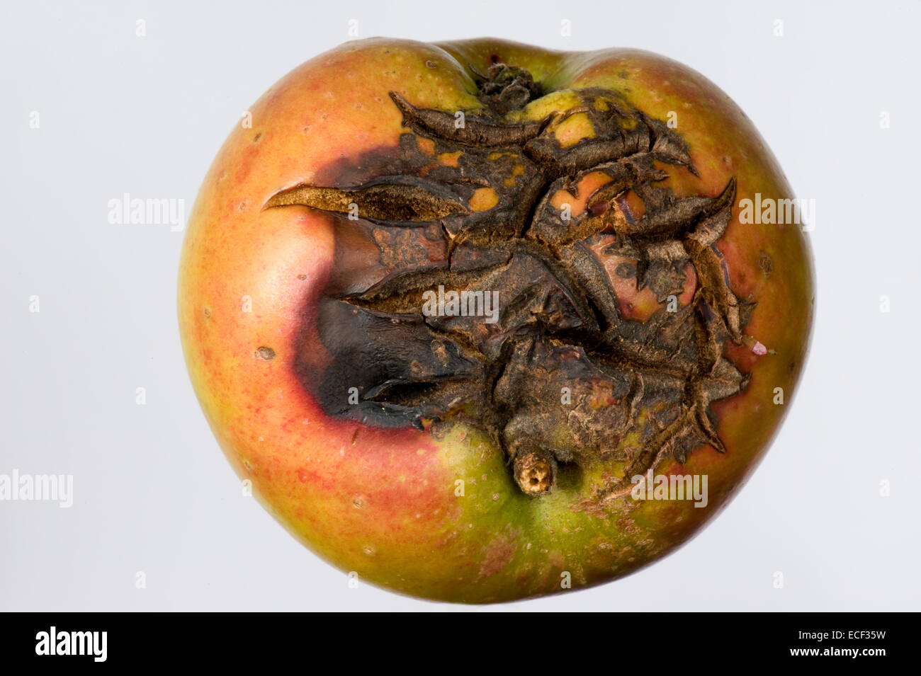 Schwere Risse auf einem Apple Obst bei trockenem Wetter Stockfoto