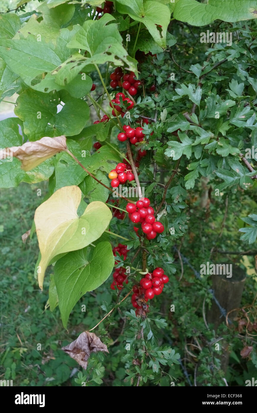 Reifer roter Frucht schwarz Bryony, Dioscorea Communis, Poinous Heilpflanze der Hecken, Berkshire, September Stockfoto
