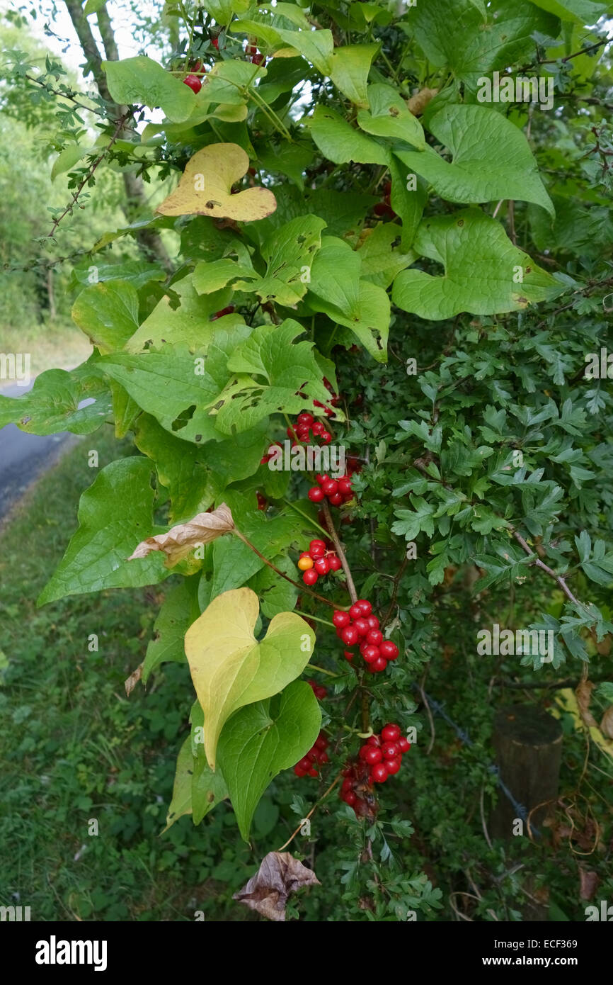 Reifer roter Frucht schwarz Bryony, Dioscorea Communis, Poinous Heilpflanze der Hecken, Berkshire, September Stockfoto