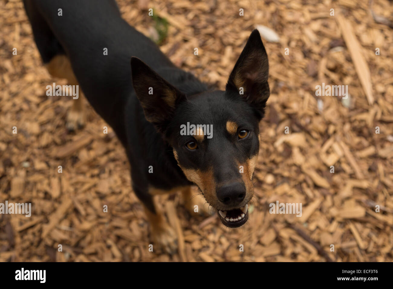 Ein Foto von einem Australian Kelpie nach oben auf die Kamera. Die Kelpie ist ein australischer Schäferhund. Stockfoto