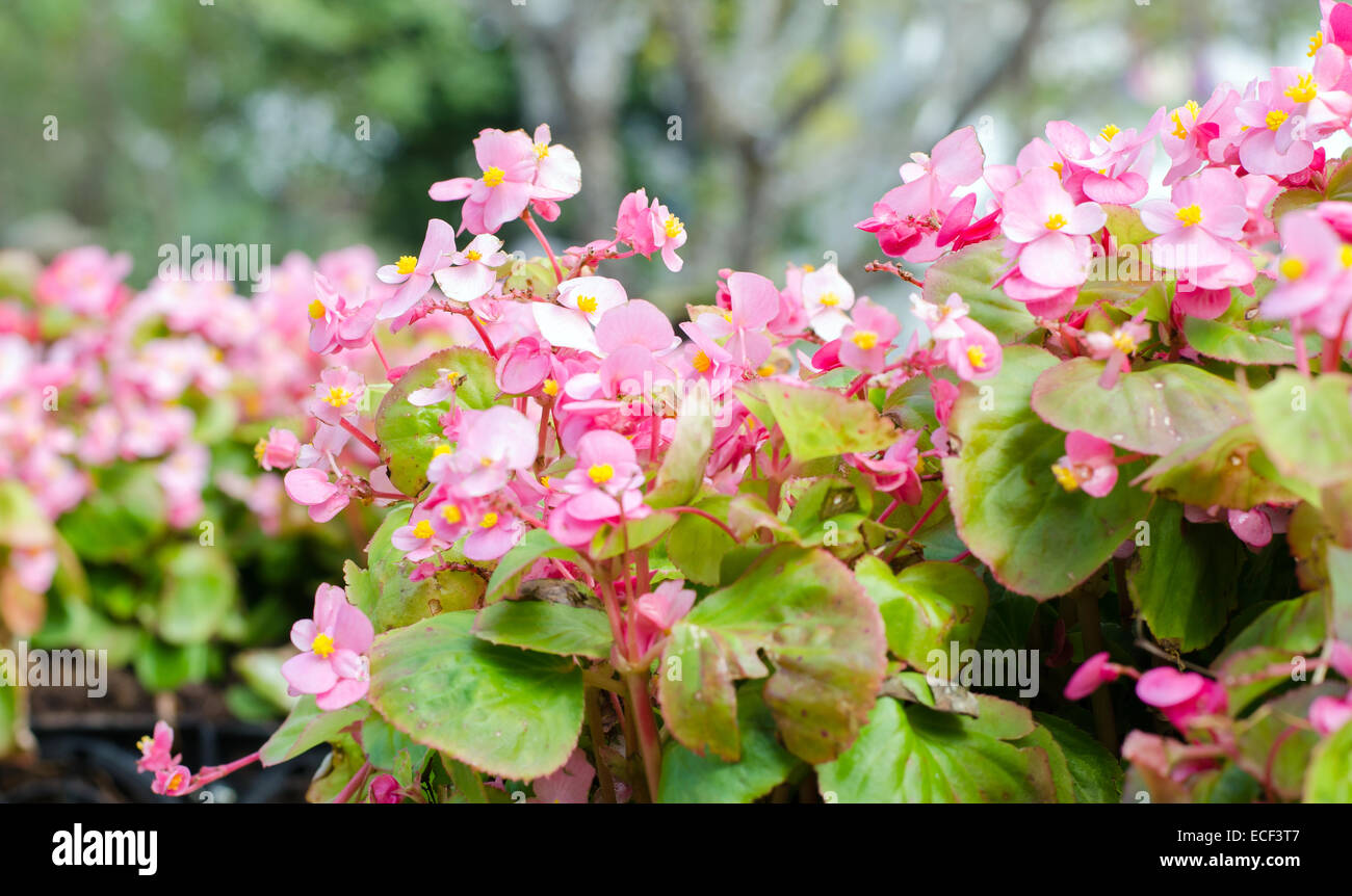 Schöne afrikanische Tulpenbaum (Spathodea Campanulata) Stockfoto