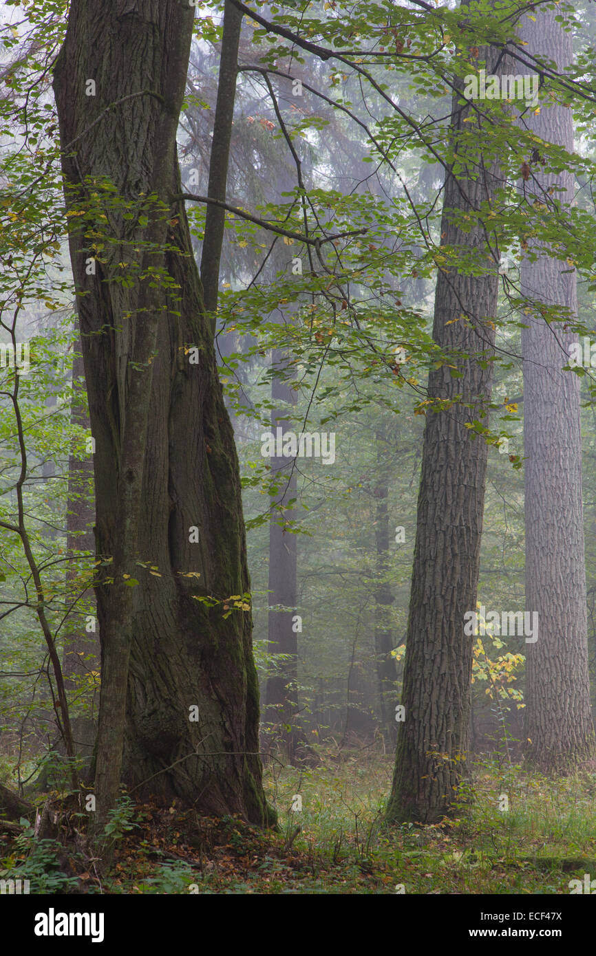 Alten Eichen in Herbst nebligen Laub Stand von Białowieża Wald mit alten Linde im Vordergrund Stockfoto