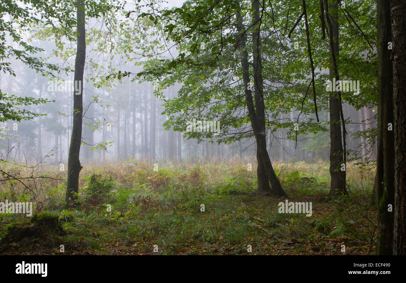 Herbstliche Laub Stand mit Freifläche im Nebel Stockfoto