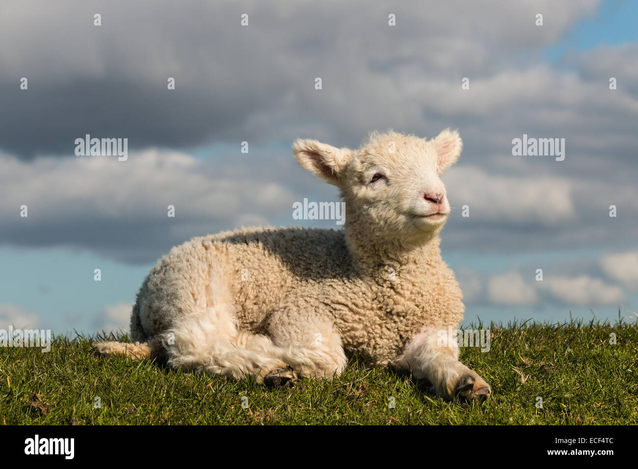 Neugeborenes Lamm Aalen auf Rasen Stockfoto