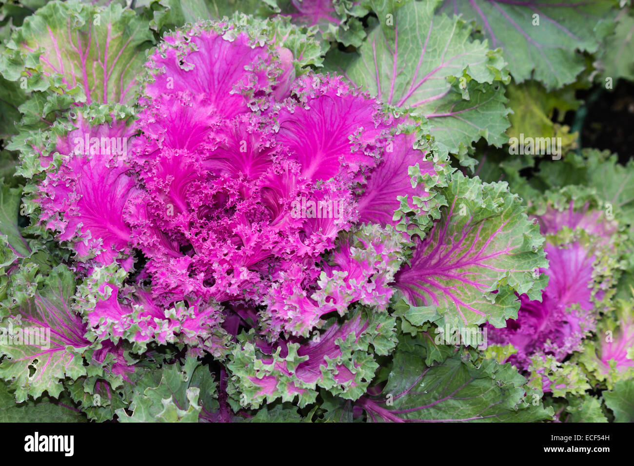 Detail der ornamentalen Grünkohl Stockfoto