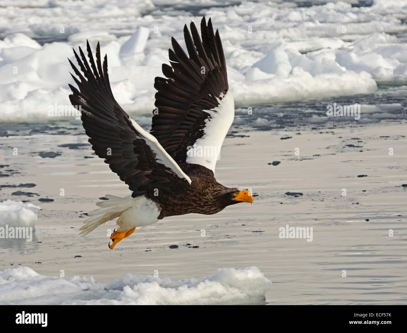 Steller der Seeadler im Flug Stockfoto