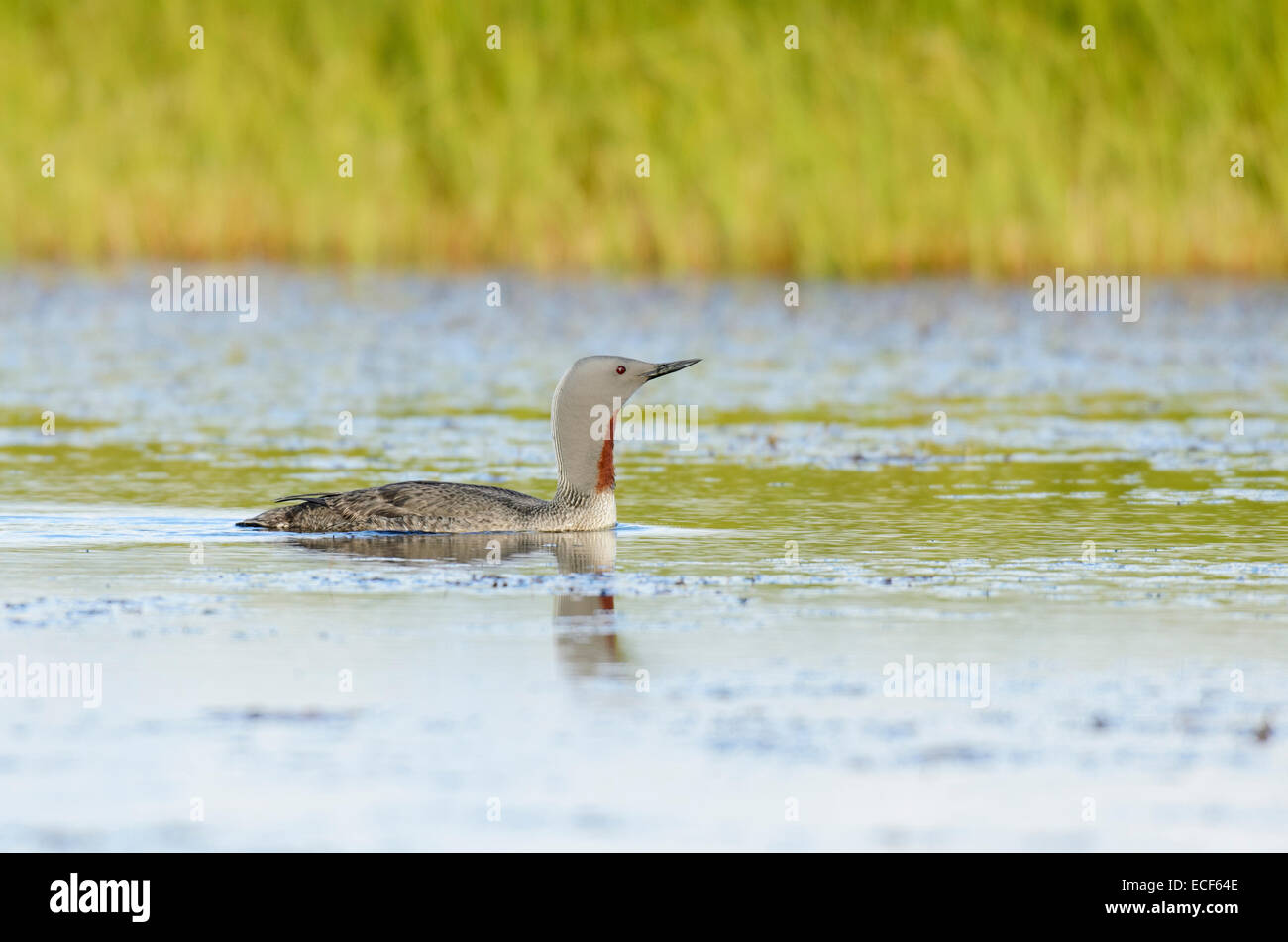 Sterntaucher (Gavia Stellata), Süd-Island Stockfoto