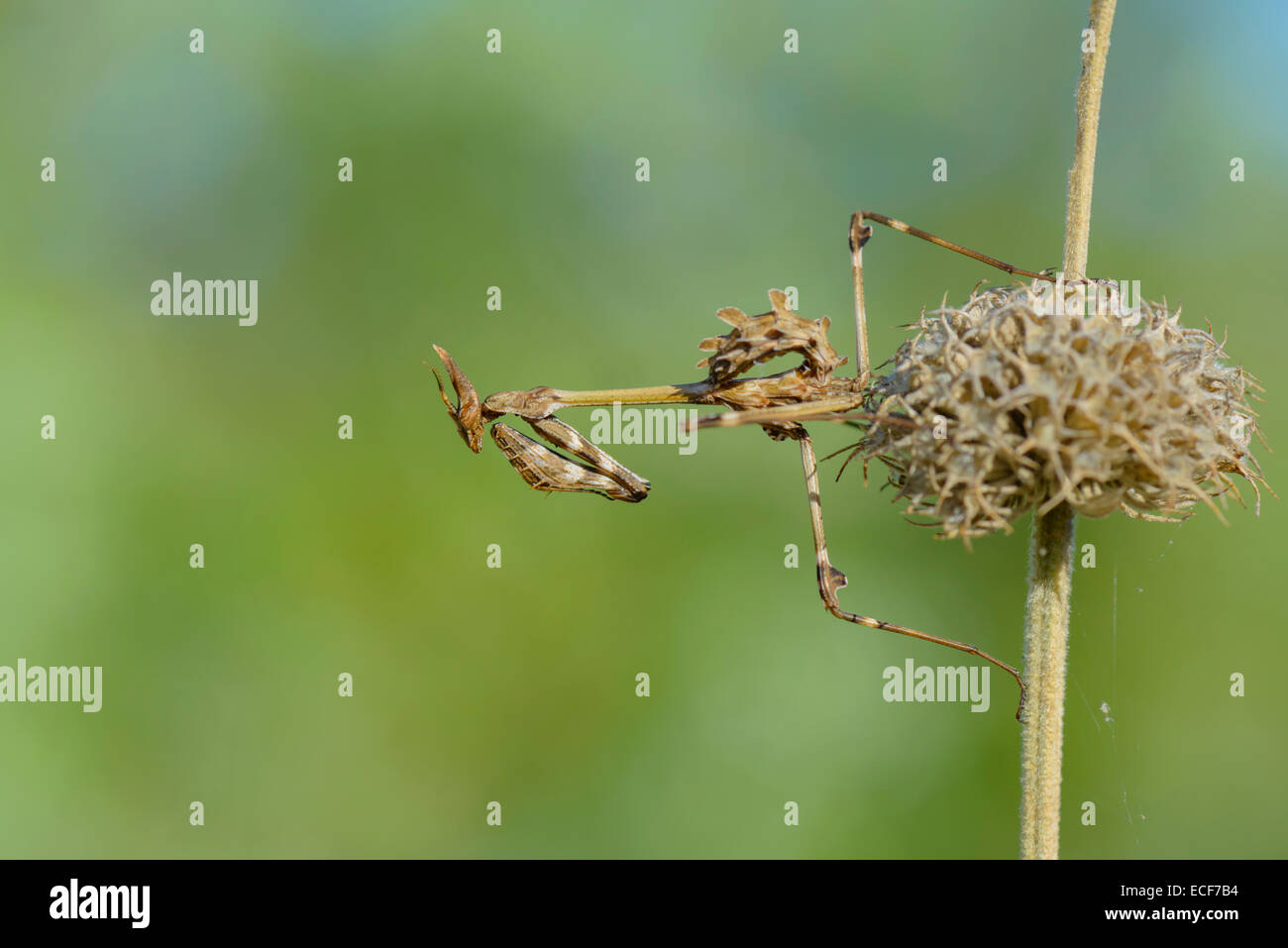 Haubenfangschrecke, Empusa Pennata, Conehead Mantis Stockfoto