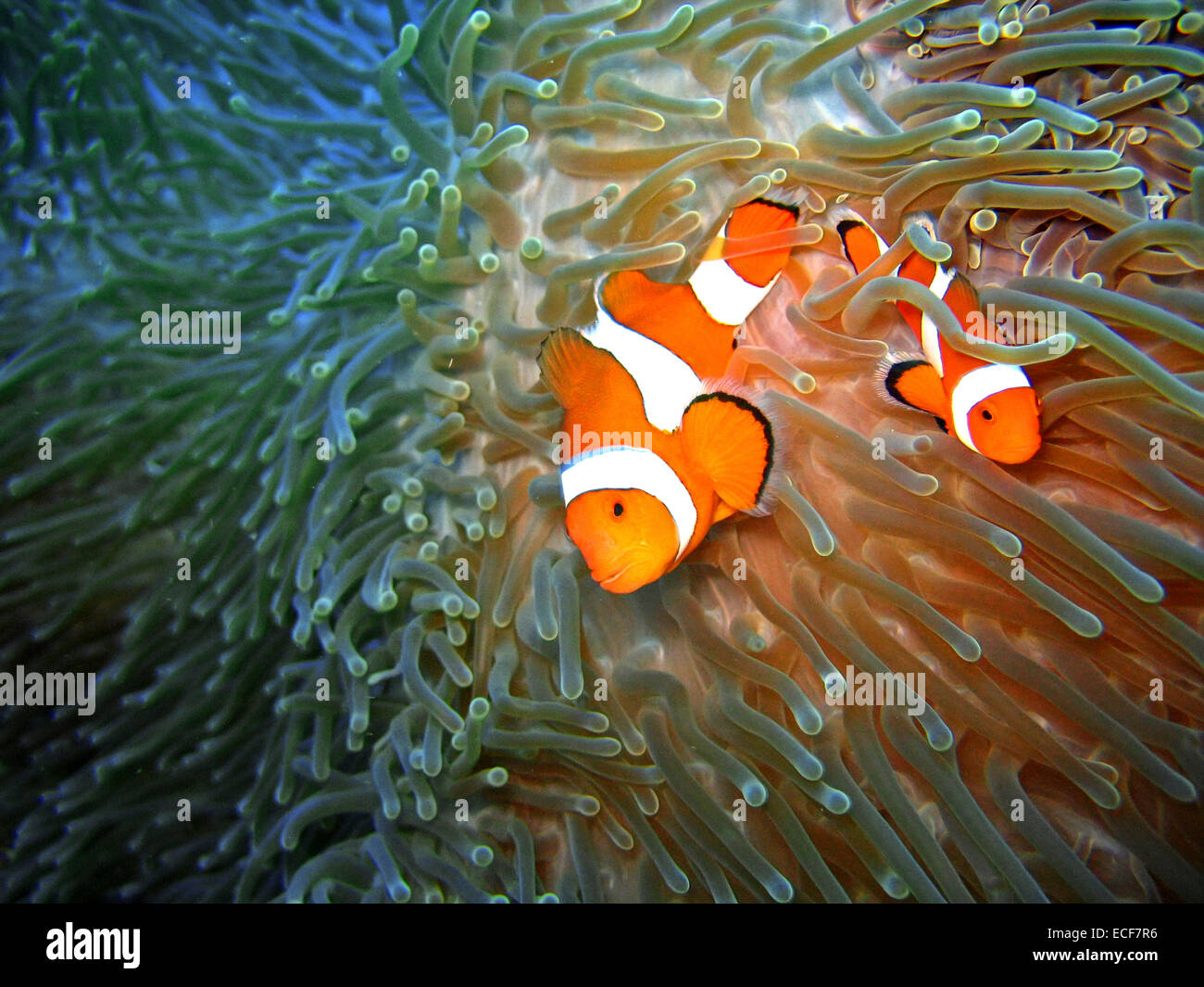 Clownfische (Anemonenfische) Stockfoto