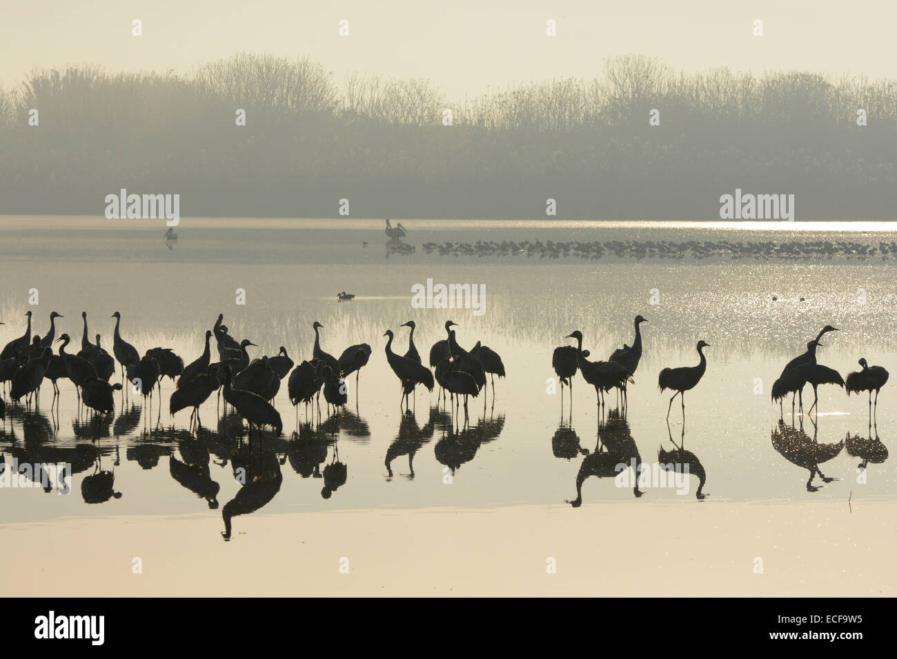 Mehr als 37.000 wandernden Kraniche wurden im Hula-Tal, Nordisrael gesehen. Das Hula-Tal ist eine wichtige Zwischenstation auf dem Weg nach Afrika, wobei eine geschätzte 500 Millionen Zugvögel die Hula Lake Park jedes Jahr passieren. © Laura Chiesa/Pacific Press/Alamy Live-Nachrichten Stockfoto