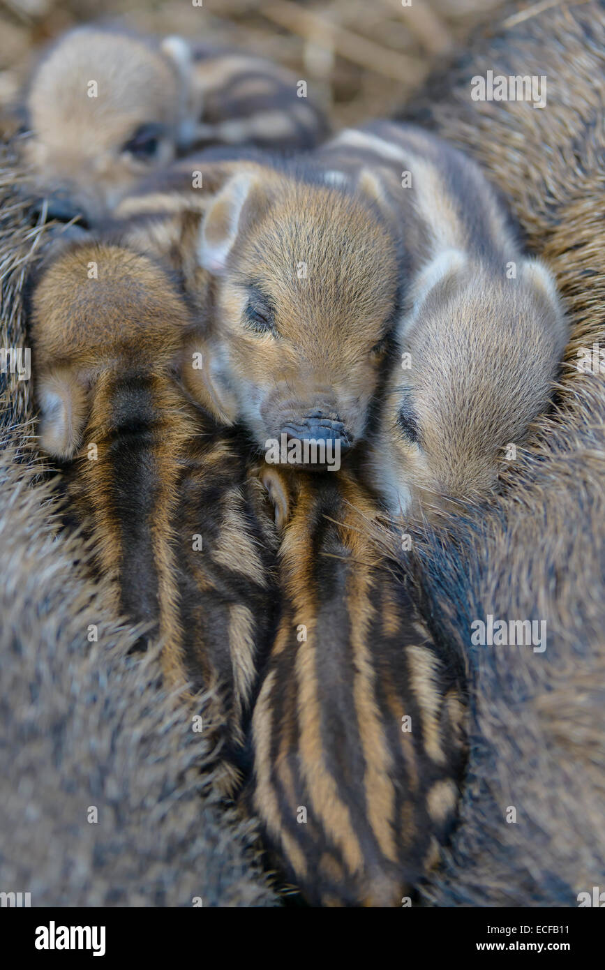 Wildschwein, Sus Scrofa, Wildschwein Stockfoto