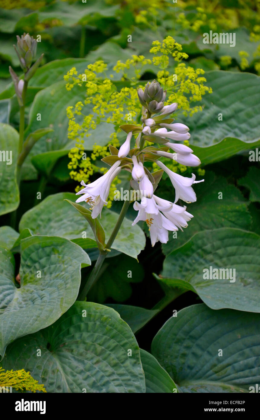 Nahaufnahme einer Blüte Hosta sieboldiana-'Elegans' Stockfoto